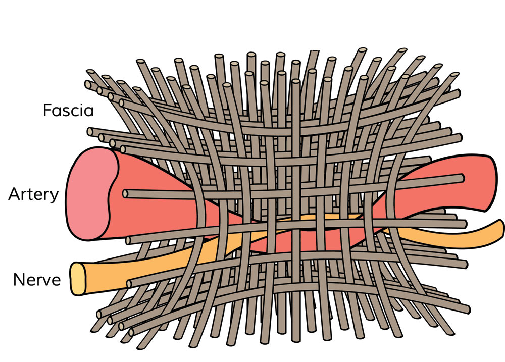 Adhesion Pictures