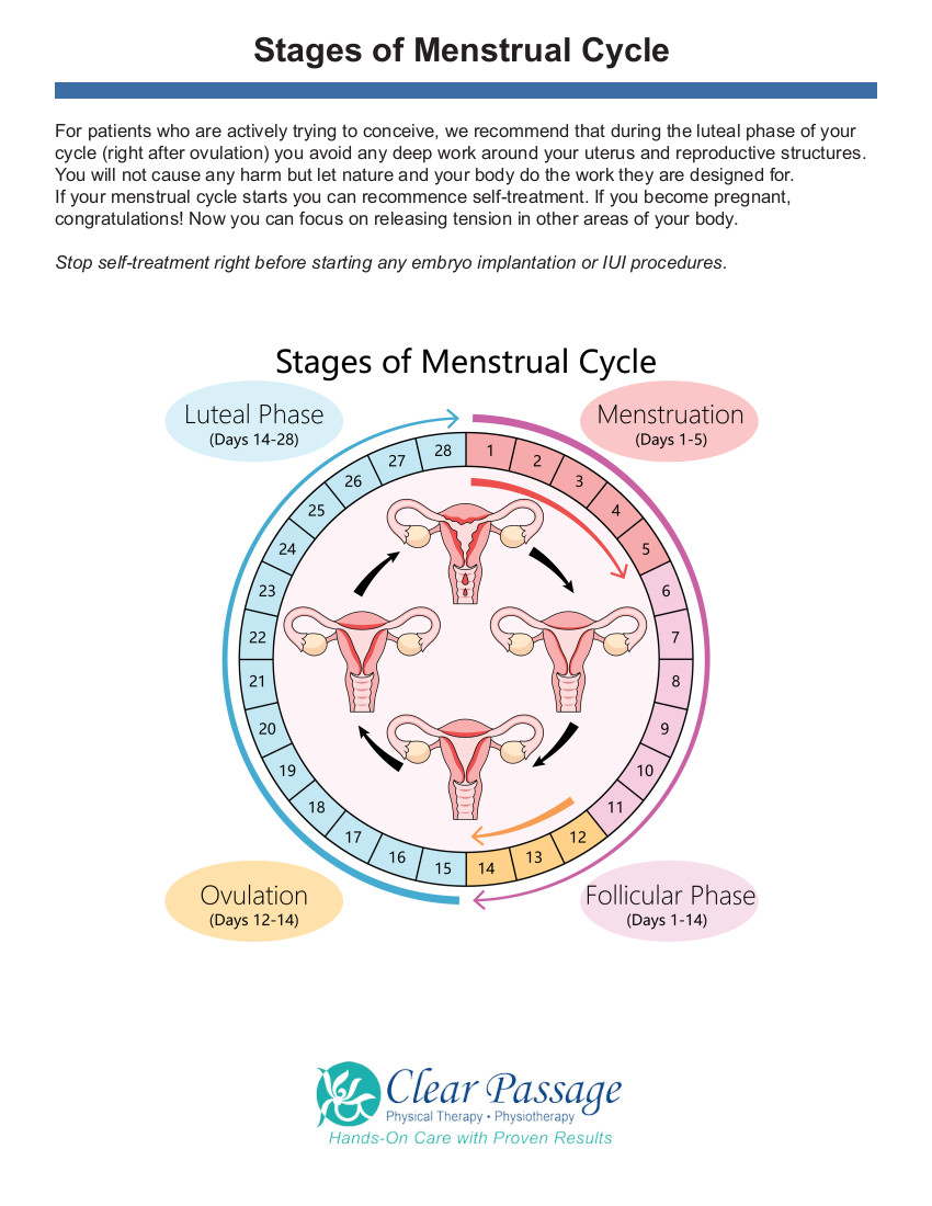Stages of Menstrual Cycle Handout