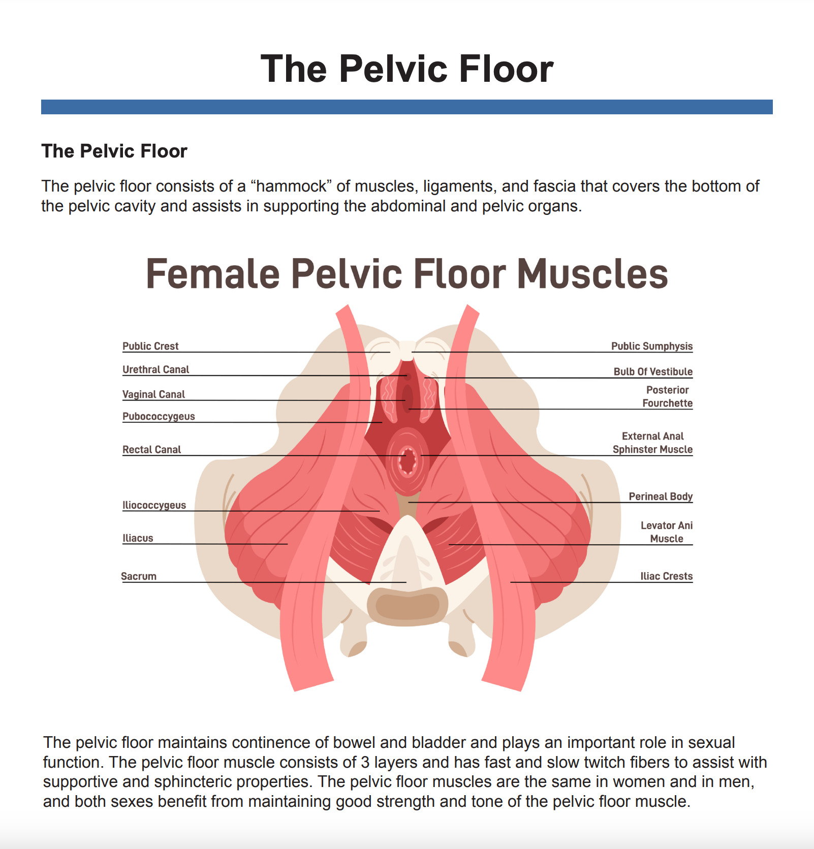 An image of a pdf file that goes over the pelvic floor.